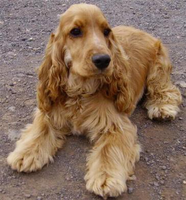 Cocker spaniel ingles